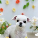 Grooming574 네이버블로그