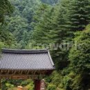 충남 공주 가볼만한곳 구룡사 구절초 축제 이미지