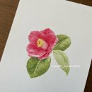 색연필로 그리는 꽃, 보태니컬 아트 | [공지] [현대백화점 압구정점 수업 안내] 색연필로 그리는 꽃과 열매, 보타니컬아트 4월