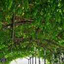 낙동제방길-1 이미지