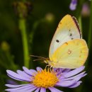 노랑나비 이미지