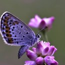 오늘의 명언-250526 이미지