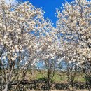 칠산서부동행정복지센터 | 창원 근교 꽃구경 1순위! 김해 흥동 목련숲 지금 안 가면 1년 기다려요