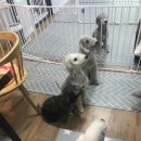 상희독스 아카데미 네이버블로그
