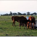 신풍목장 이미지