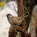 그집푸드 이미지