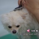라움펫살롱 이미지