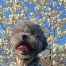 강아지분양 올리펍스 강남점 이미지