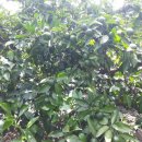 이창희농장 이미지