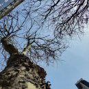 베스킨라빈스 앞 횡단보도 이미지