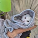 애옹이발소 이미지