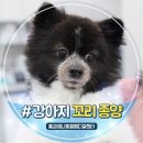 뿅단미피부전문센터 | 강아지 꼬리 혹 종양 수술 후 실밥제거 후기
