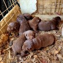 금옥이네 이미지