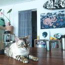 블랭크스서프 이미지