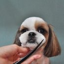 신정애견미용 이미지