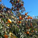 선택농장 이미지