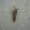 스카이pc2 이미지