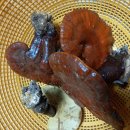 신비의 버섯~자연산~영지버섯 이미지