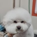 몽쉘몽봉 이미지