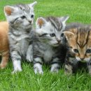 24시 나음동물 의료센터 이미지