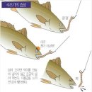 백조기 낚시 이미지