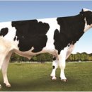 한우번식축산 이미지