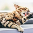 행복한 고양이 이미지