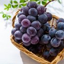 아이유동물메디컬센터 이미지