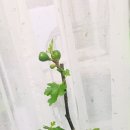 미래꽃화분 이미지