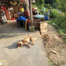 단양정민박 이미지