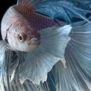 쿤스트캄머 이미지