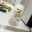 피개행개 이미지