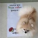 유앤퍼피 이미지