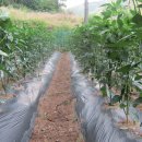 최종화농장 이미지