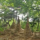 관악산. 사당역~관음사국기대~선유천국기대~정상~연주암~서울대