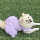 어도러블독 이미지