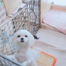 뽀미 애견 미용샵 이미지