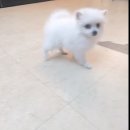 이소퍼피-별내점 이미지