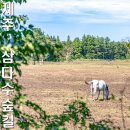 제주 삼다수숲길 | 유네스코 세계지질공원에서 건강한 노르딕워킹~