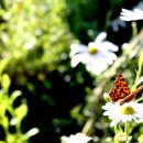 물고기나무 이미지