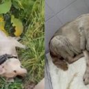 대관령동물병원 이미지