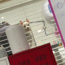 예쁘개해줄개 이미지