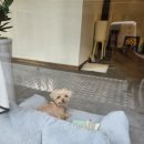 꽃내음나개 이미지