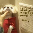 귀여운강아지 이미지