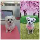 포동펫살롱 이미지