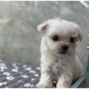 도그마루 이미지