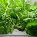 효은농장 이미지