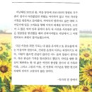 문갑연 소설집 / 해바라기의 기도 이미지