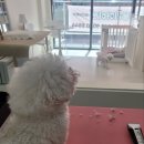 러블리마이펫 이미지