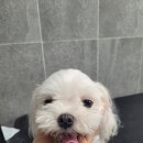 로이애견 이미지